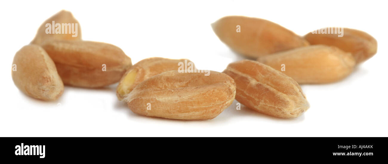 spelt wheat (Triticum spelta), single grains Stock Photo
