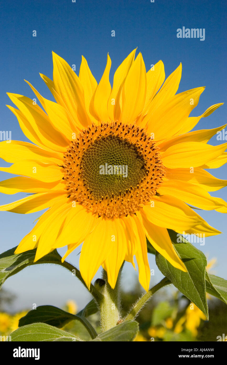 Sunflower head, England, UK Stock Photo