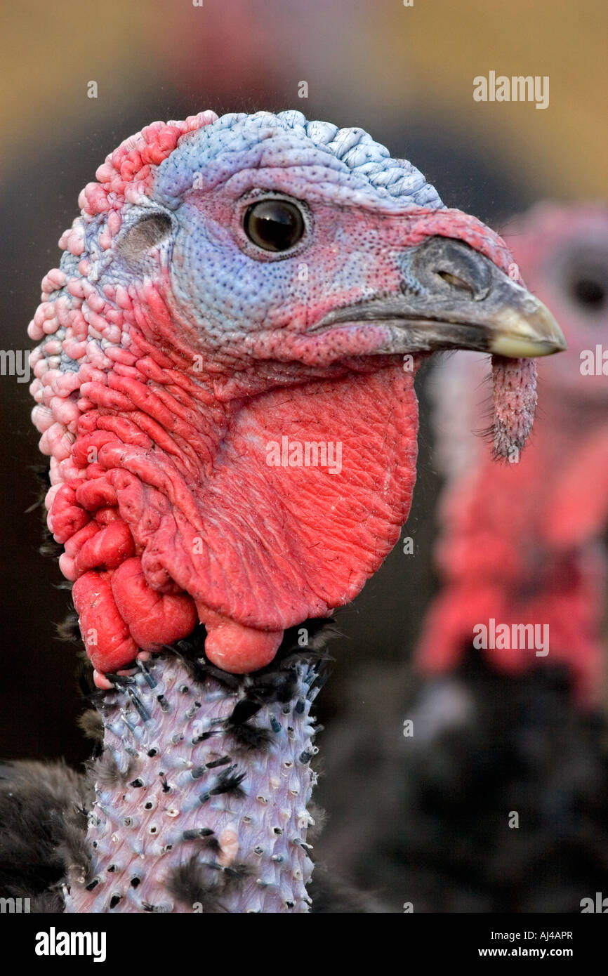 Free range Norfolk bronze turkey Stock Photo Alamy