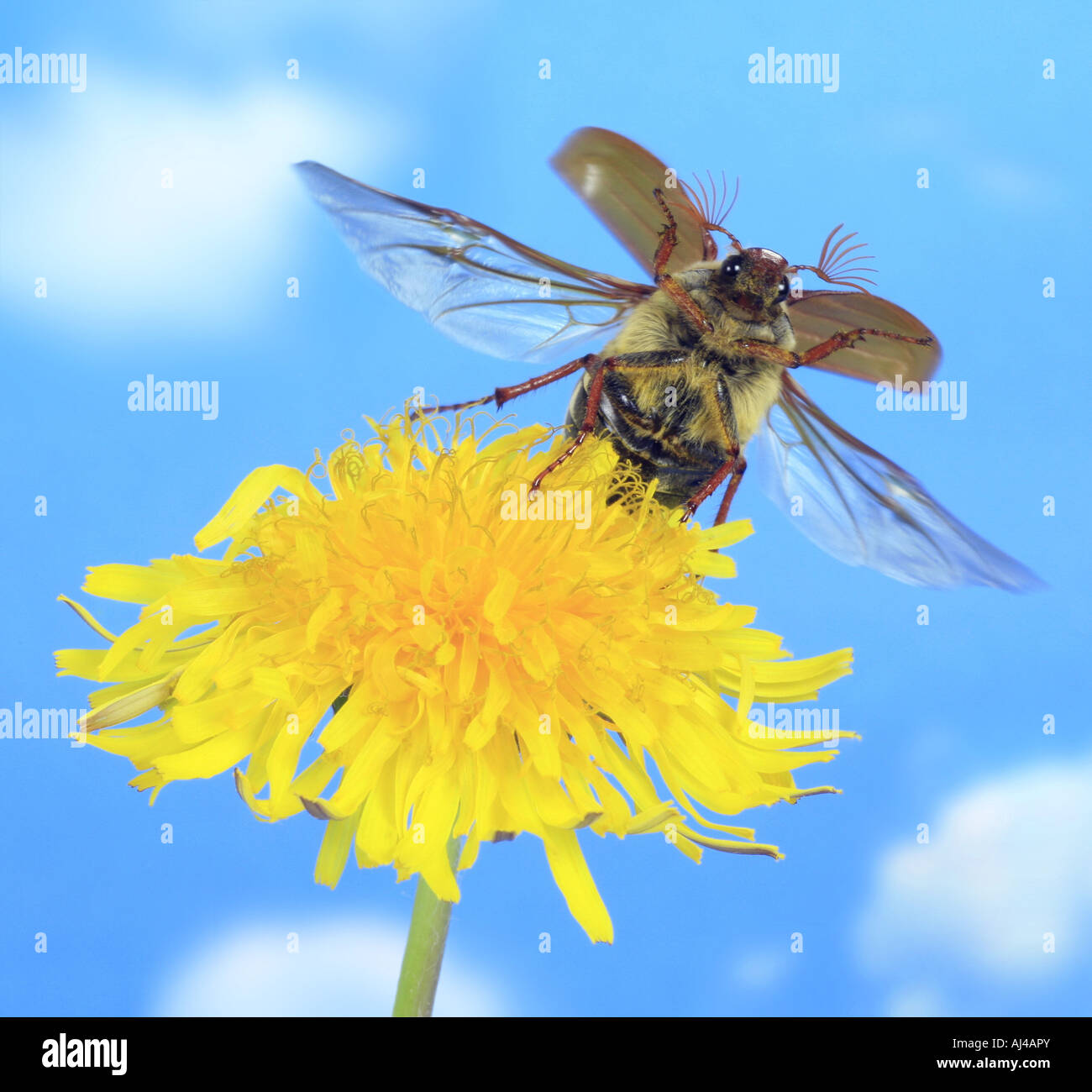 common cockchafer maybug Melolontha melolontha on common dandelion blossom Germany Stock Photo