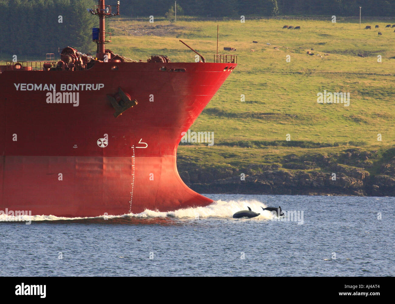 UK Scotland Sound of Mull Cargo Shipwith Bottlenose Dolphins bow riding Stock Photo