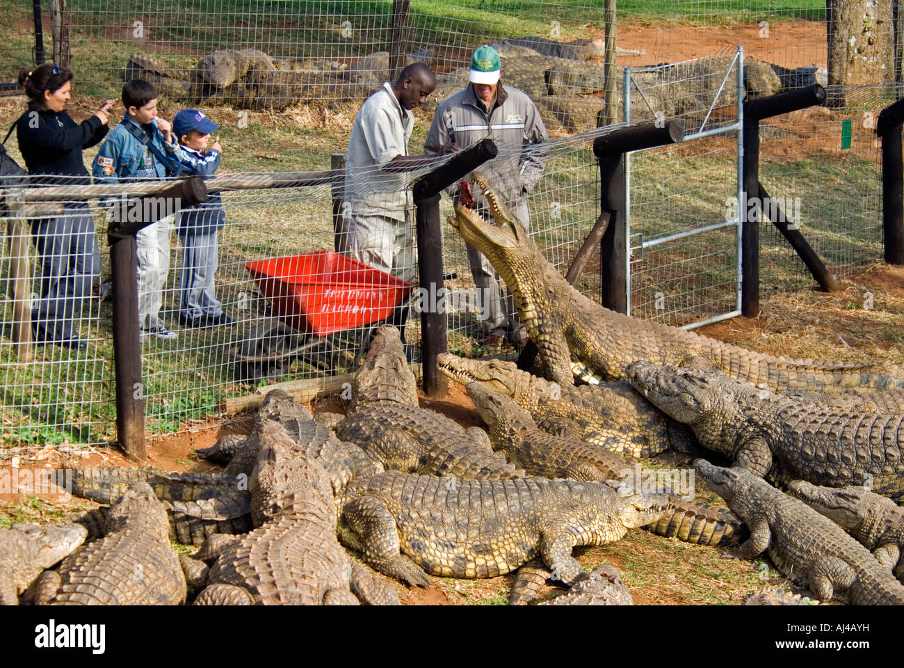 Feeding time in Croc World Farm Natal South Africa Stock Photo - Alamy