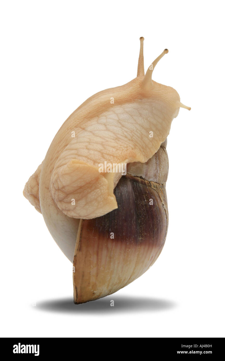 African land snail giant African snail Achatina immaculata panthera var two tone balancing on snail shell Stock Photo