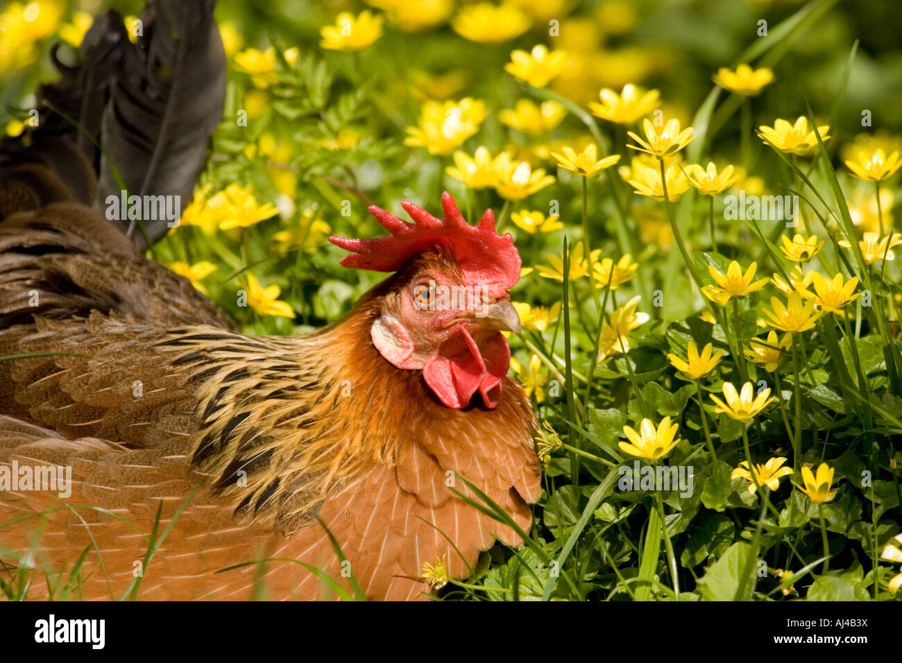 Brown Leghorn chicken, England UK Stock Photo