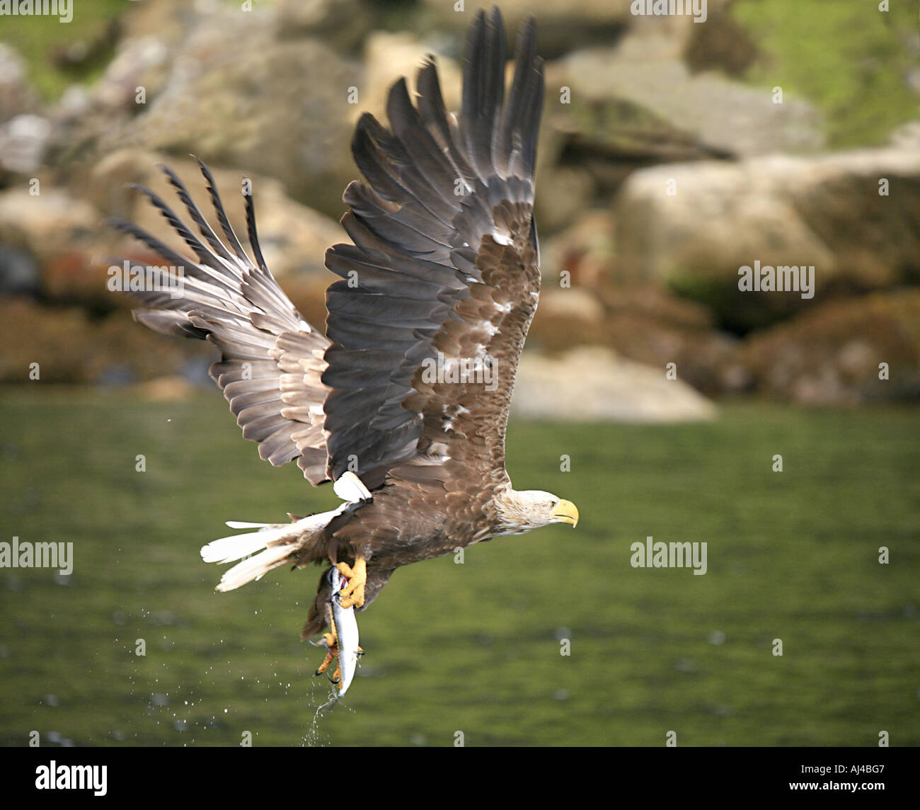 White tailed sea eagle habitat hi-res stock photography and images - Alamy