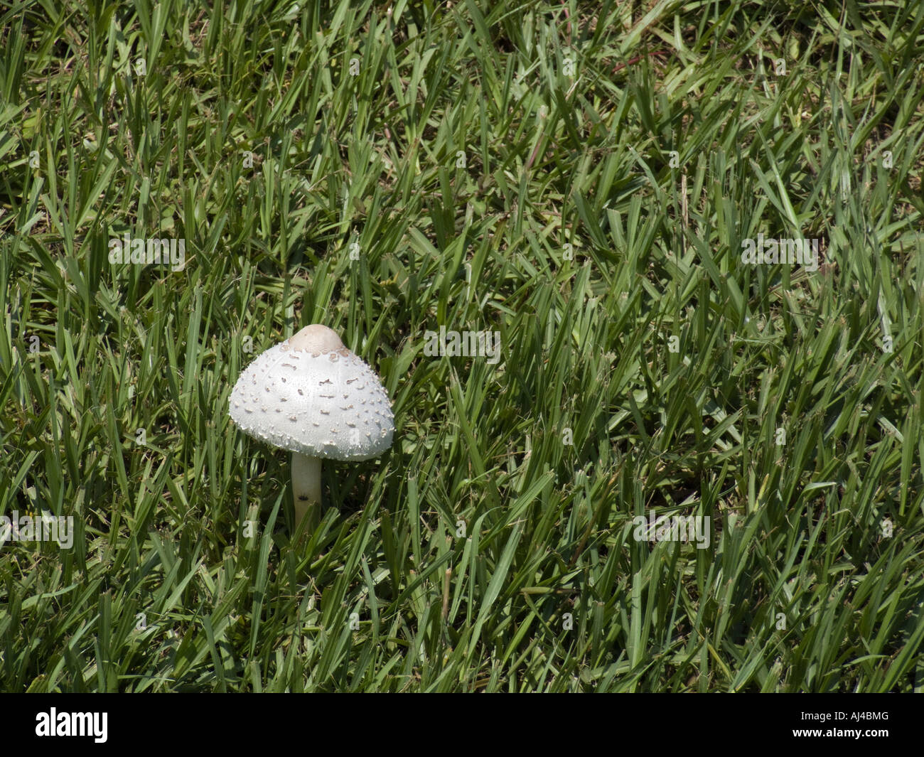 white mushrooms yard lawn grass fungus Stock Photo - Alamy