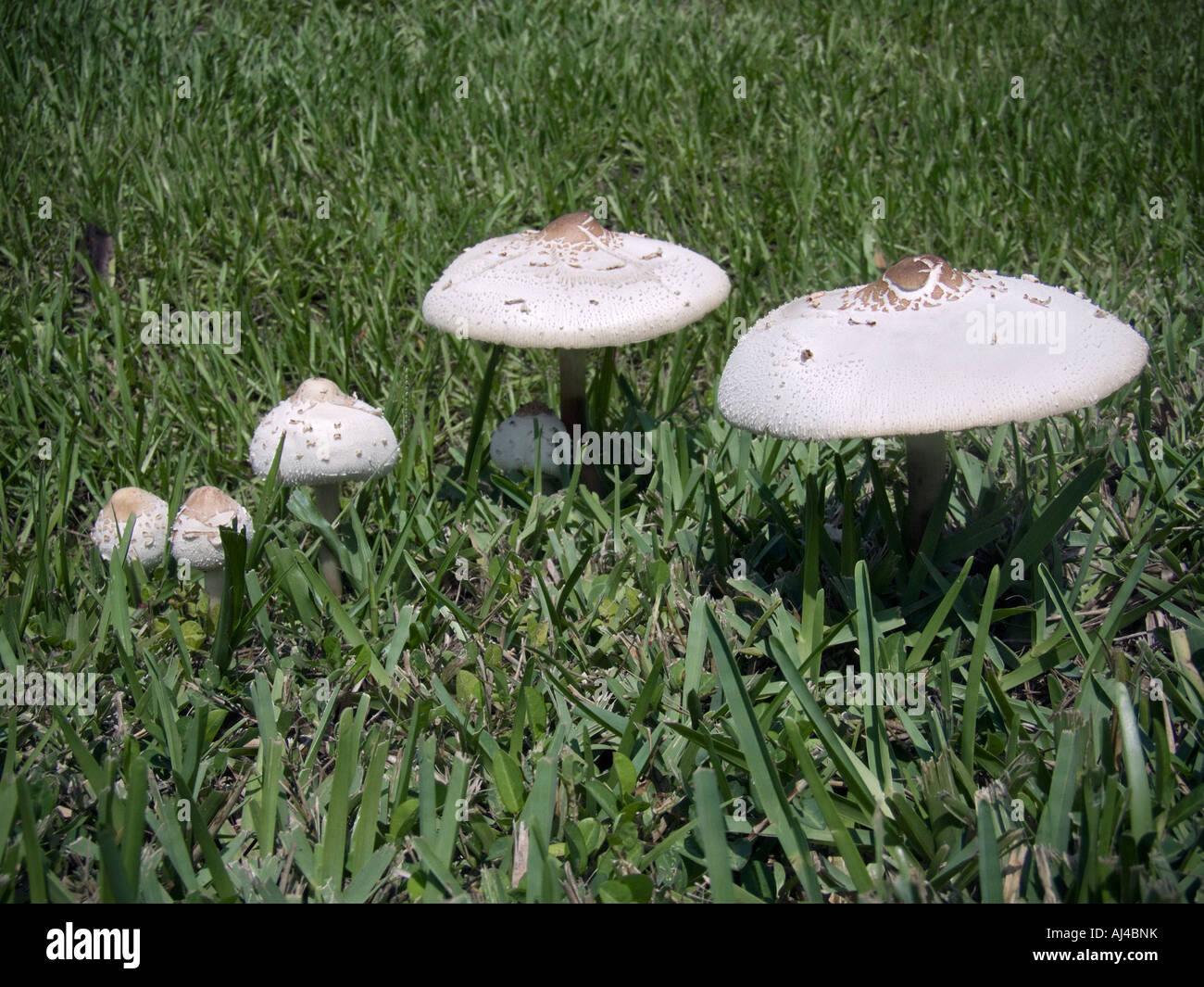 white mushrooms yard lawn grass fungus Stock Photo Alamy