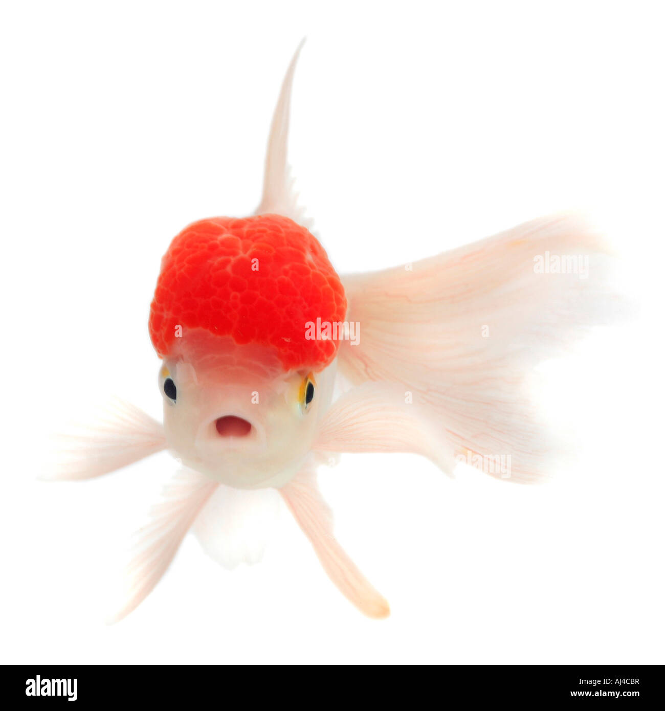 goldfish common carp Shishigashira Fantail white oranda with red cap Lionhead Carassius auratus auratus Stock Photo