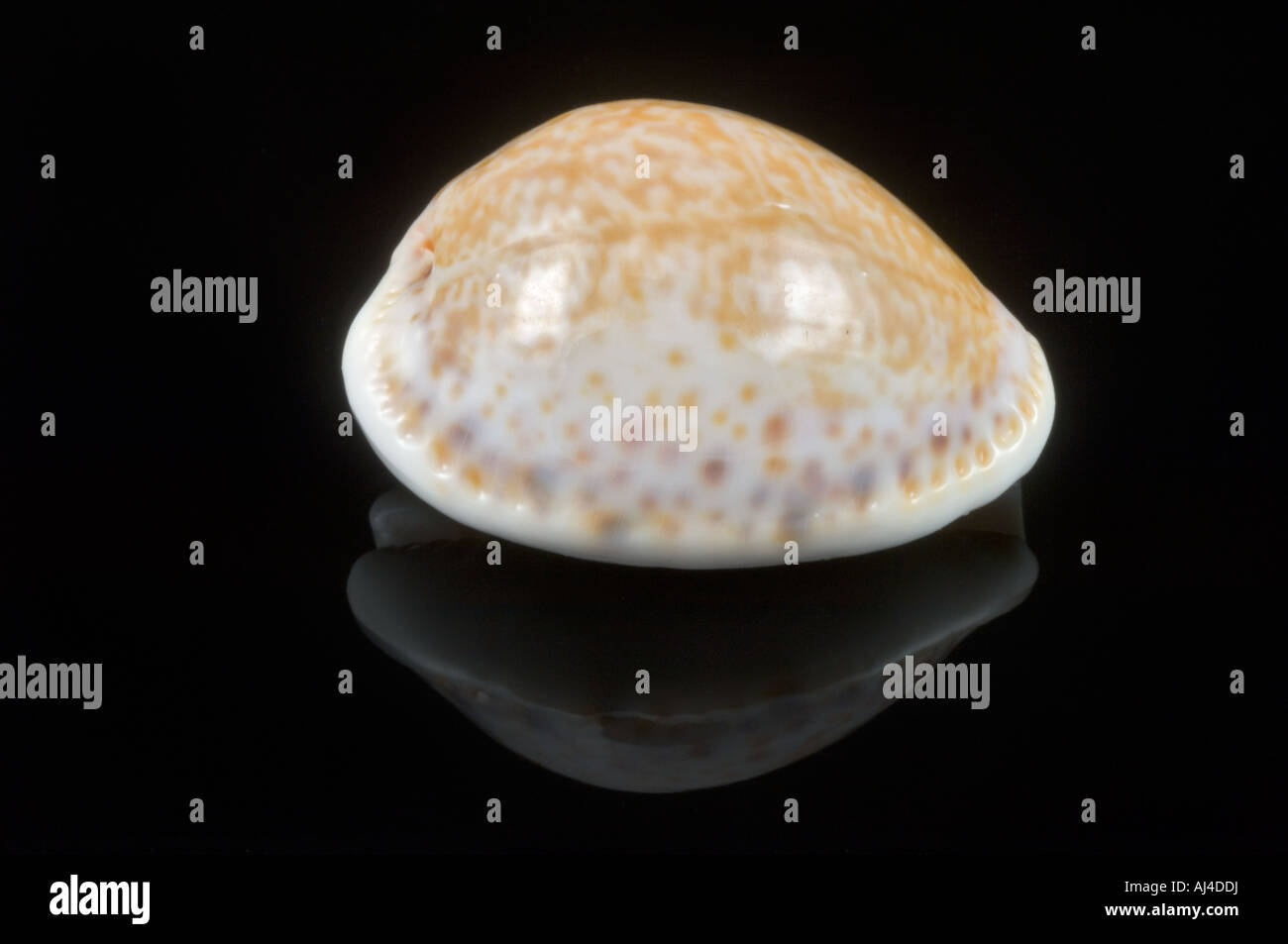 Atlantic Yellow Cowry shell Cypraea spurca acicularis seashell Stock Photo