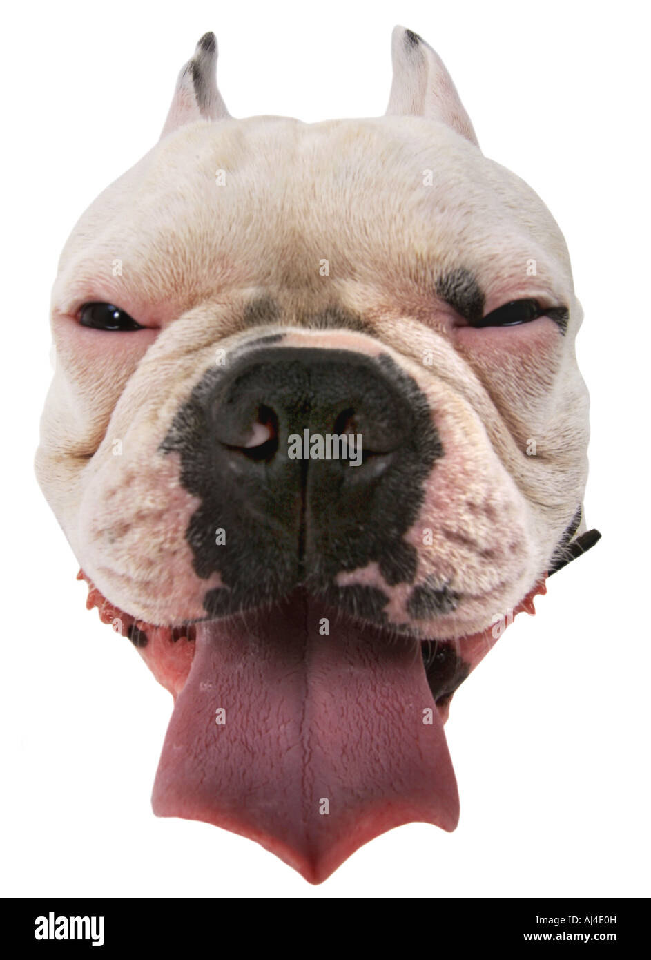 French Bulldog (Canis lupus f. familiaris), face Stock Photo