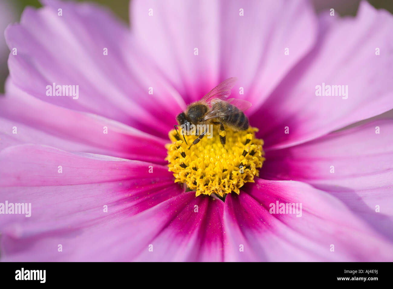 Cosmos and Honey bee Stock Photo Alamy