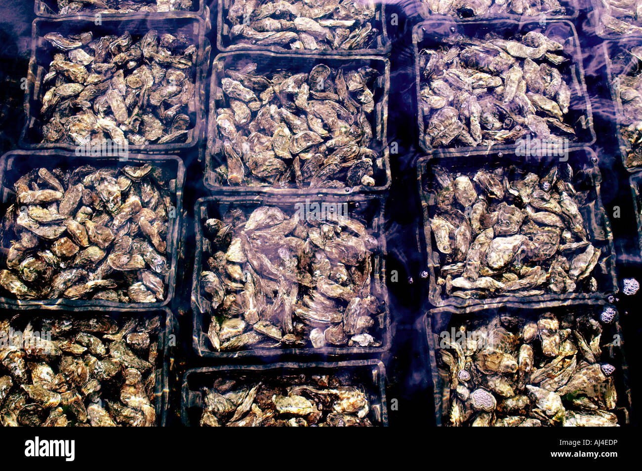 Netherlands Zeeland Sealand Yerseke Oyster Culture Fishing Oysters