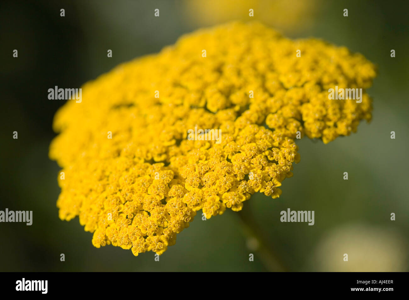 Artemisia lactiflora yellow golden Stock Photo