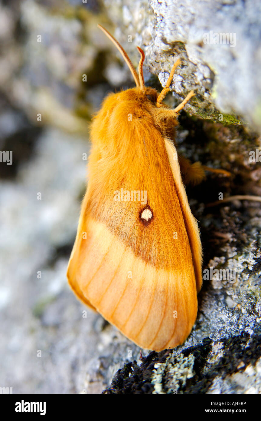 Single orange Drinker Moth Philudoria potatoria photographed on a granite tor on Dartmoor National Park Stock Photo