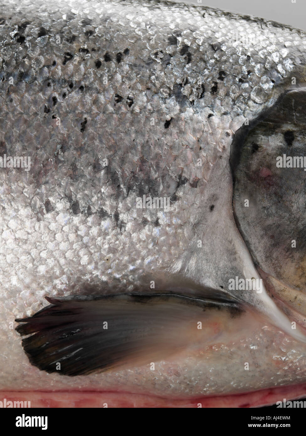 A section of a whole raw salmon gills fin and scales Stock Photo Alamy