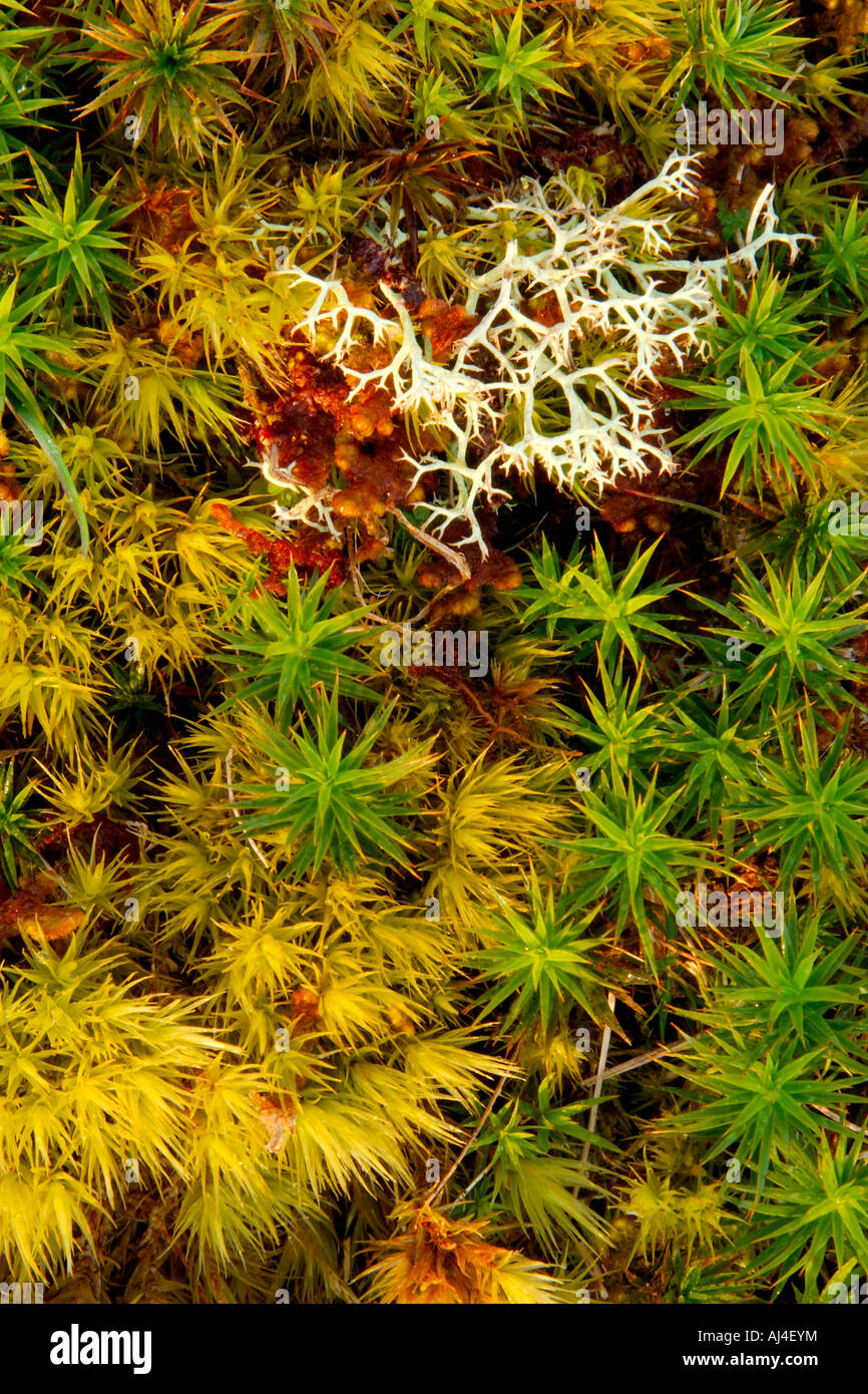 Very close up macro image of many varieties of lichen and moss growing together on Dartmoor sharp and highly detailed abstract Stock Photo