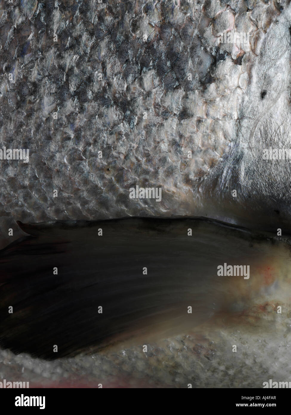 A section of a whole raw salmon fin and scales Stock Photo Alamy