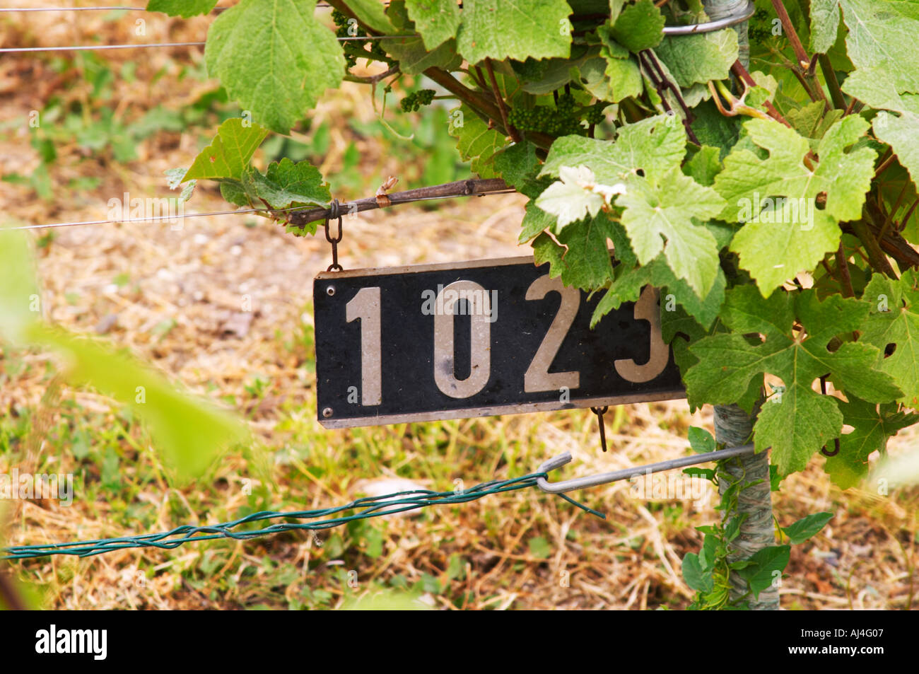 A sign specifying that the vines planted here are of the clone 1023 at