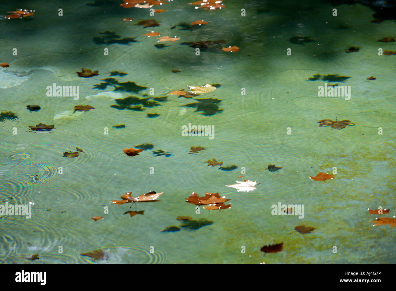 Leaves floating in water hi-res stock photography and images - Alamy