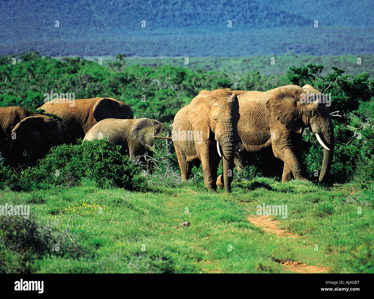Elephants in Addo National Park East Cape South Africa Stock Photo