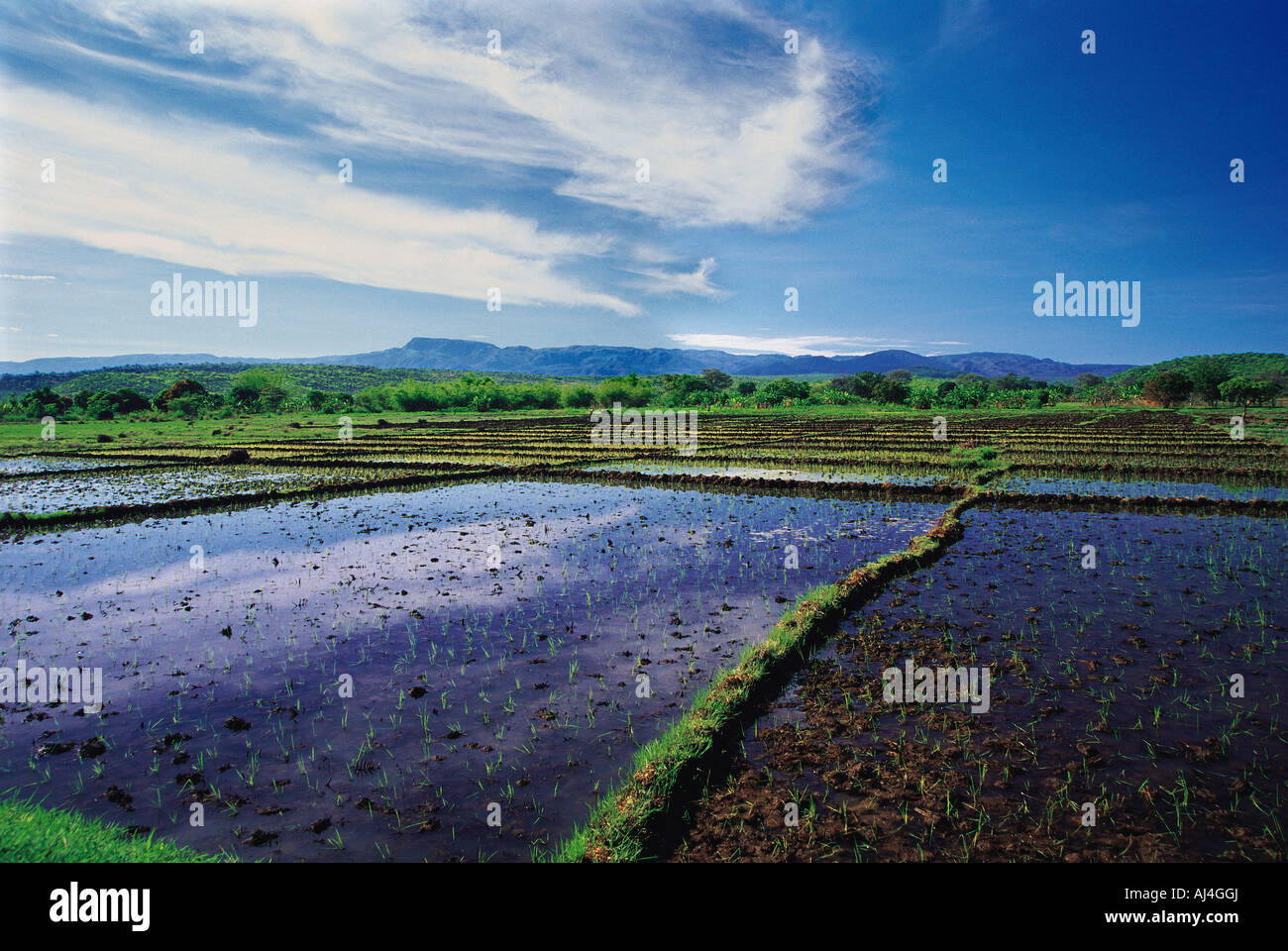 Rice paddies with new shoots on Usanga flats near Mbeya Tanzania Stock ...