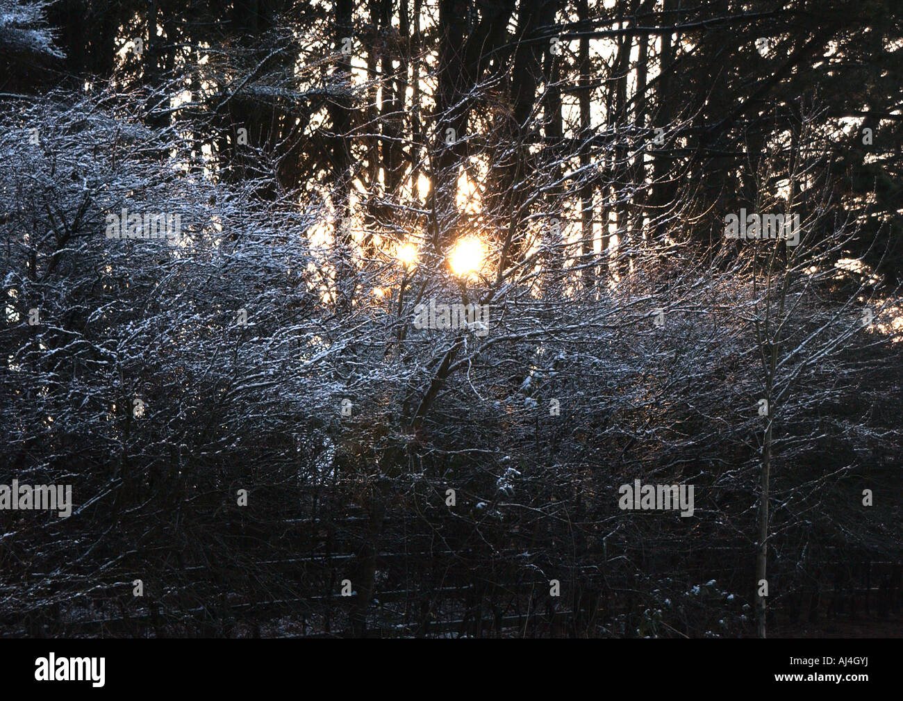 Pinch trees hi-res stock photography and images - Alamy