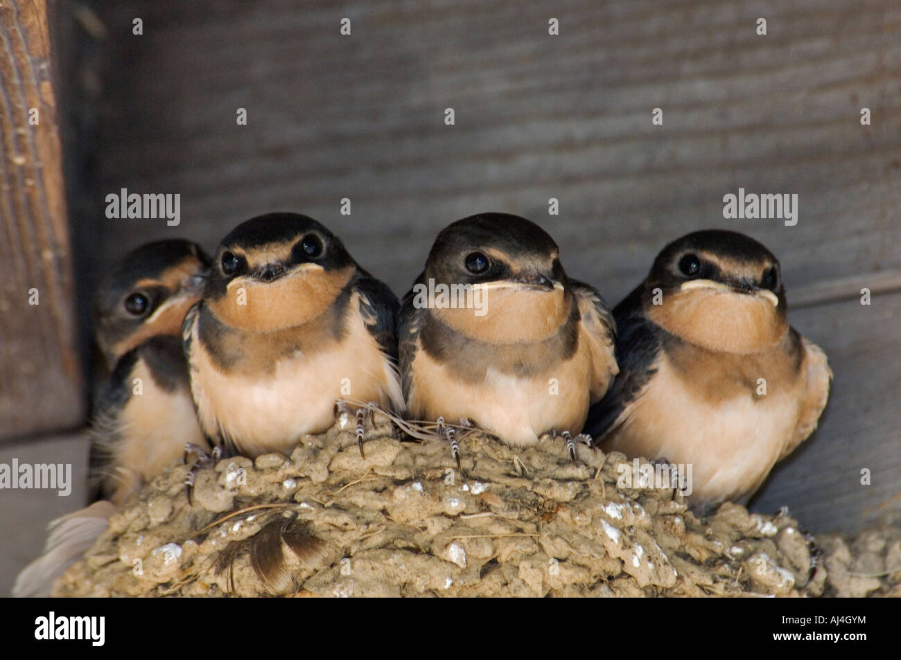 Barn Swallow Babies Hirudo rustica in their Nest under Eve of Building