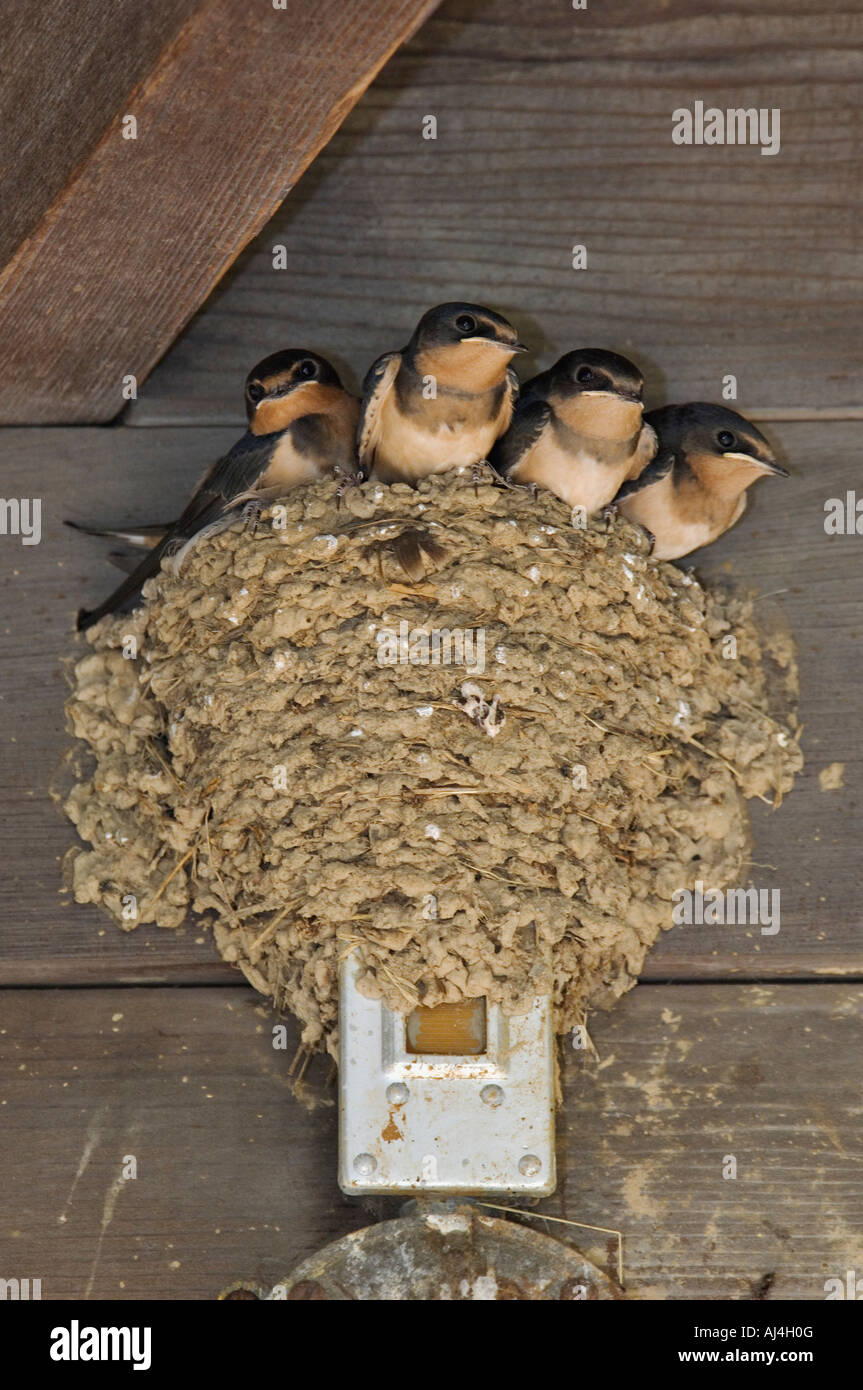 Barn Swallow Babies Hirudo rustica in their Nest under Eve of Building Bernheim Arboretum and Research Forest Kentucky Stock Photo