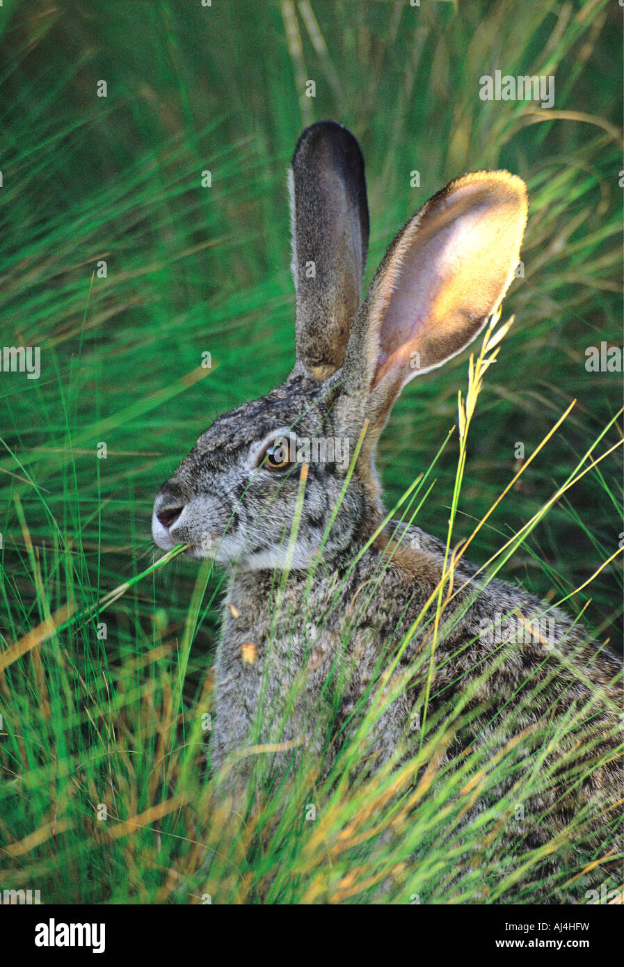 Alert African Cape Hare sitting in long grass with its ears up Helderberg Nature Reserve Somerset West South Africa Stock Photo