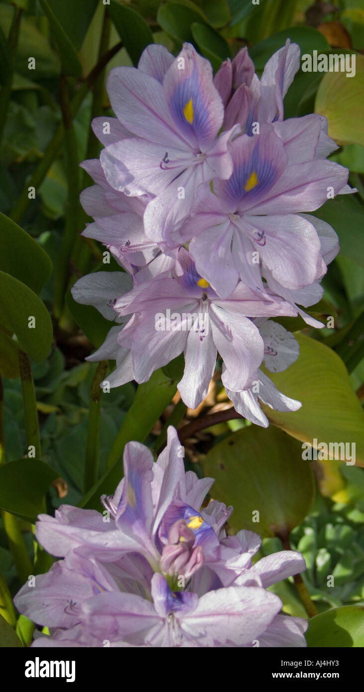 Eichornia crassipes, University of Oxford Botanic Garden, England Stock Photo