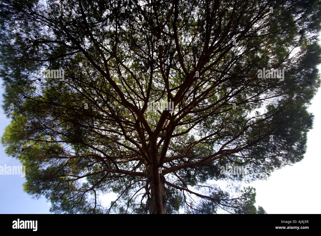Tree Silhouette Against Blue Sky Stock Photo - Alamy