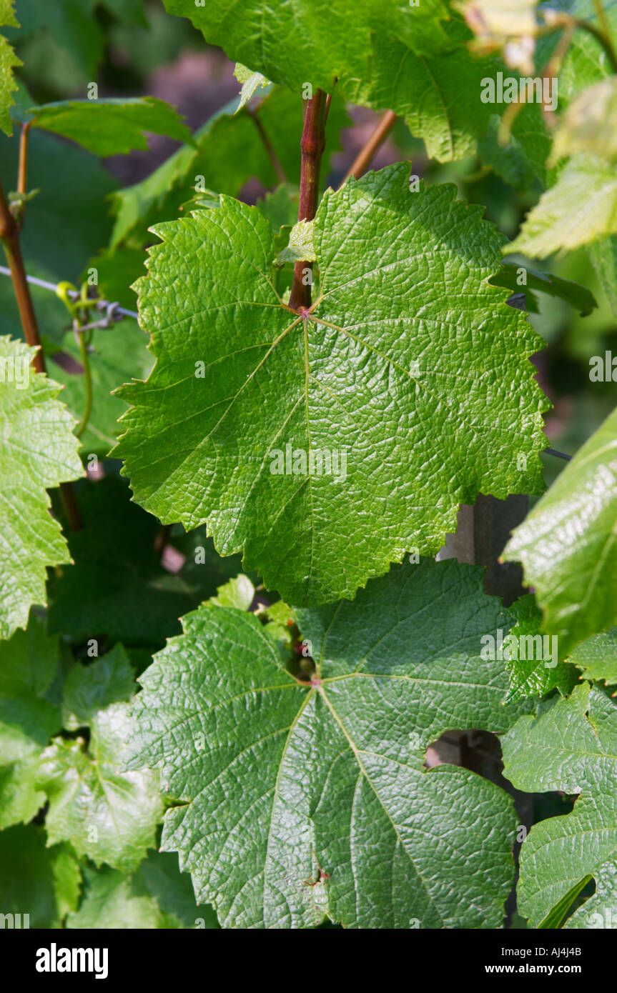 Chardonnay Leaves Leaf Champagne Francois Seconde Sillery Grand Cru chardonnay-leaves-leaf-champagne-francois-seconde-sillery-grand-cru