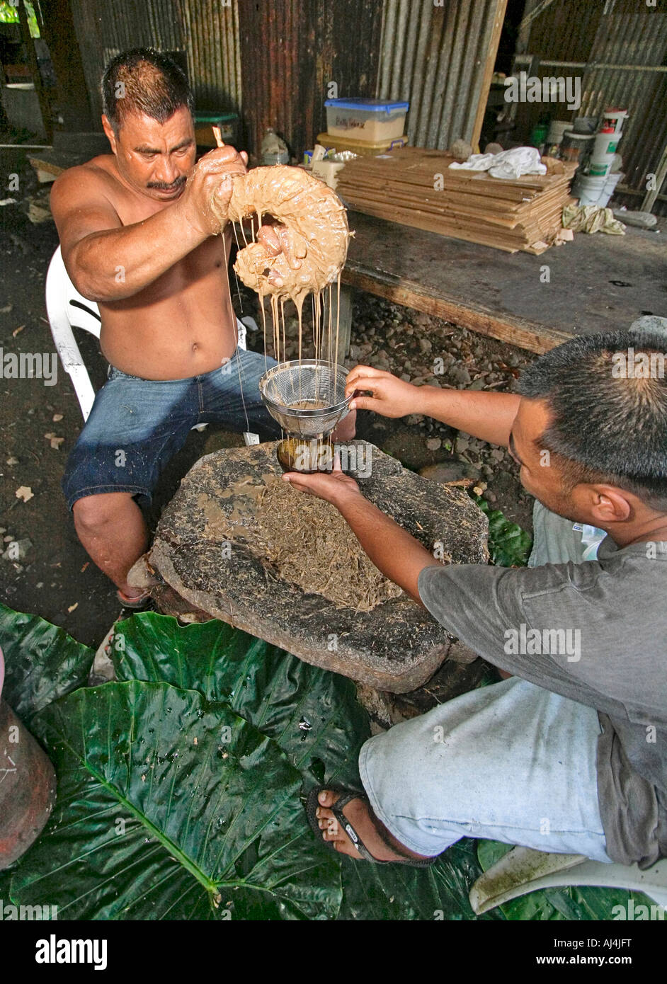 Native man squeezes sakau through strands of hibiscus bark to make