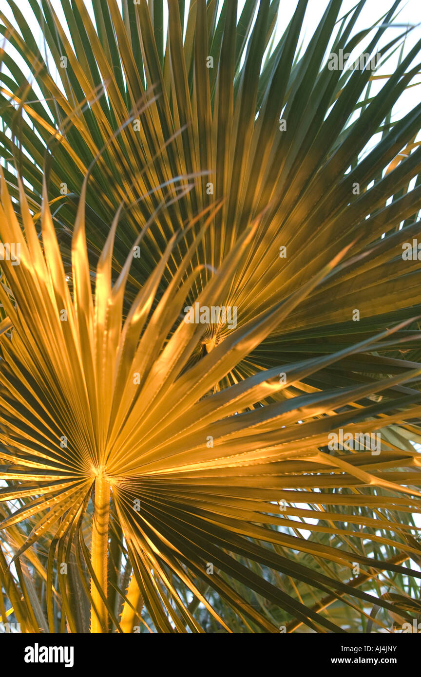 palm tree illuminated, golden fronds, plant , vegetation Stock Photo