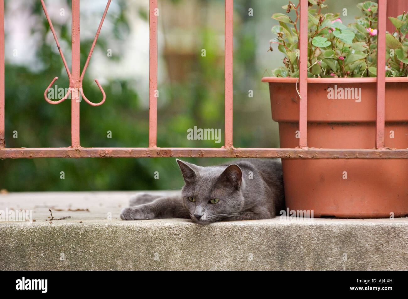 Bored Gray Cat on Concrete Stoop Beside Potted Plant Louisville Kentucky Stock Photo