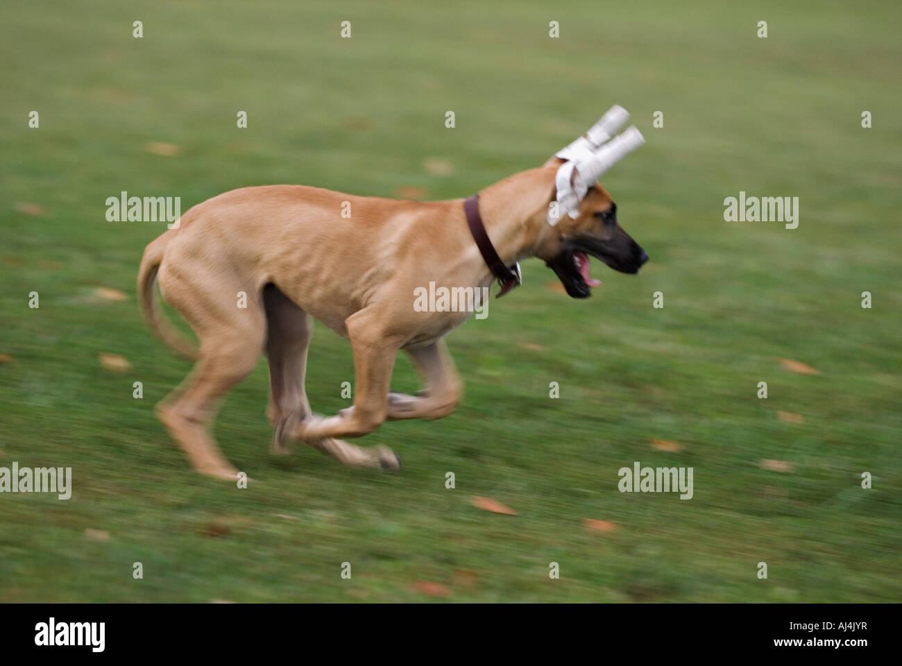 Pan Shot of Great Dane Puppy with Taped Ears Running Through Grass Cherokee Park Louisville Kentucky Stock Photo