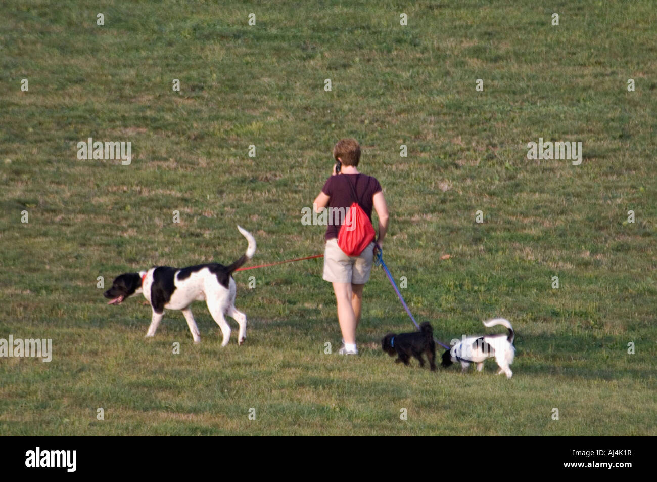 Woman Walking through Field with Three Dogs on Leash while Talking on