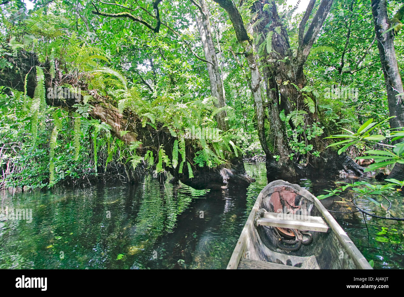 Outrigger canoe threads its way through mangrove swamp in Kosrae Federated States of Micronesia FSM Stock Photo