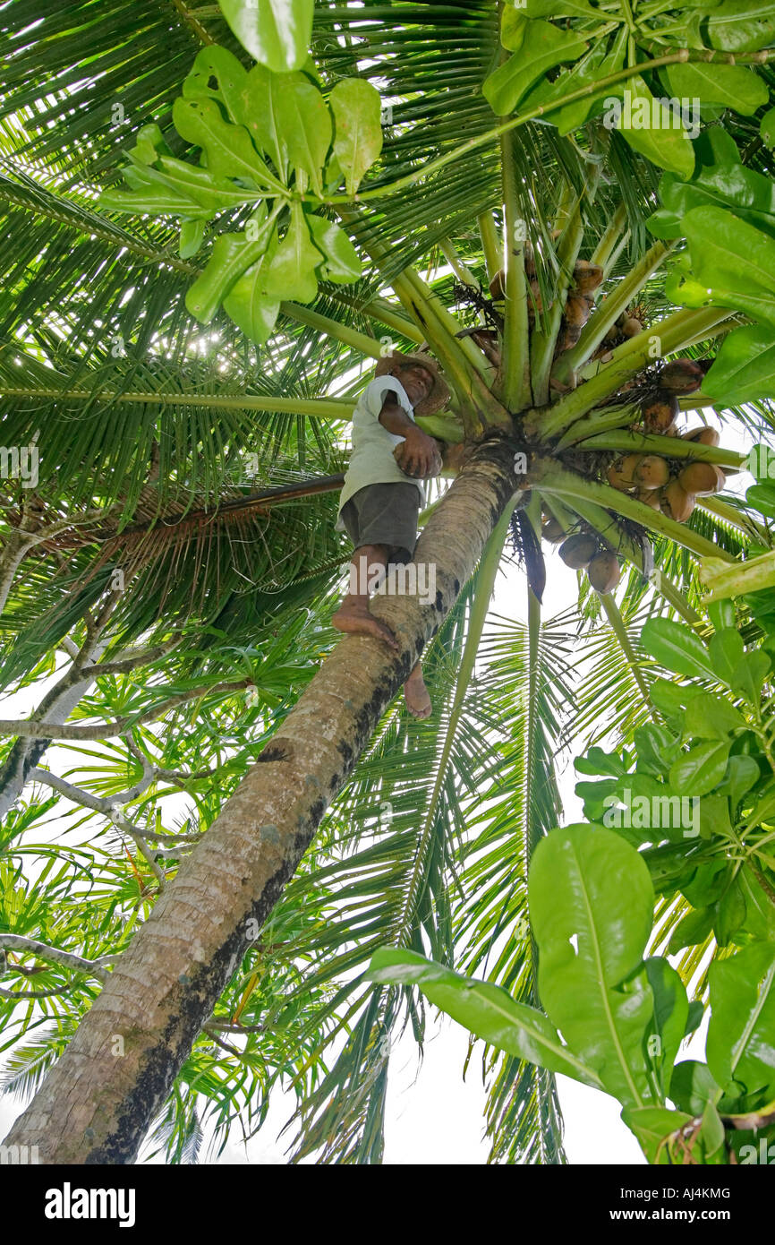 Local native man 62 years old climbs coconut tree to retrieve coconuts on island of Kosrae Federated States of Micronesia FSM Stock Photo
