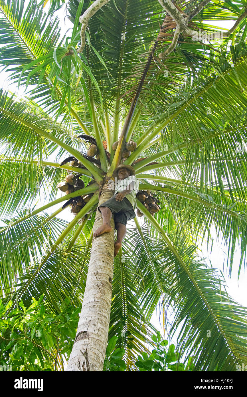 Local native man 62 years old climbs coconut tree to retrieve coconuts on island of Kosrae Federated States of Micronesia FSM Stock Photo