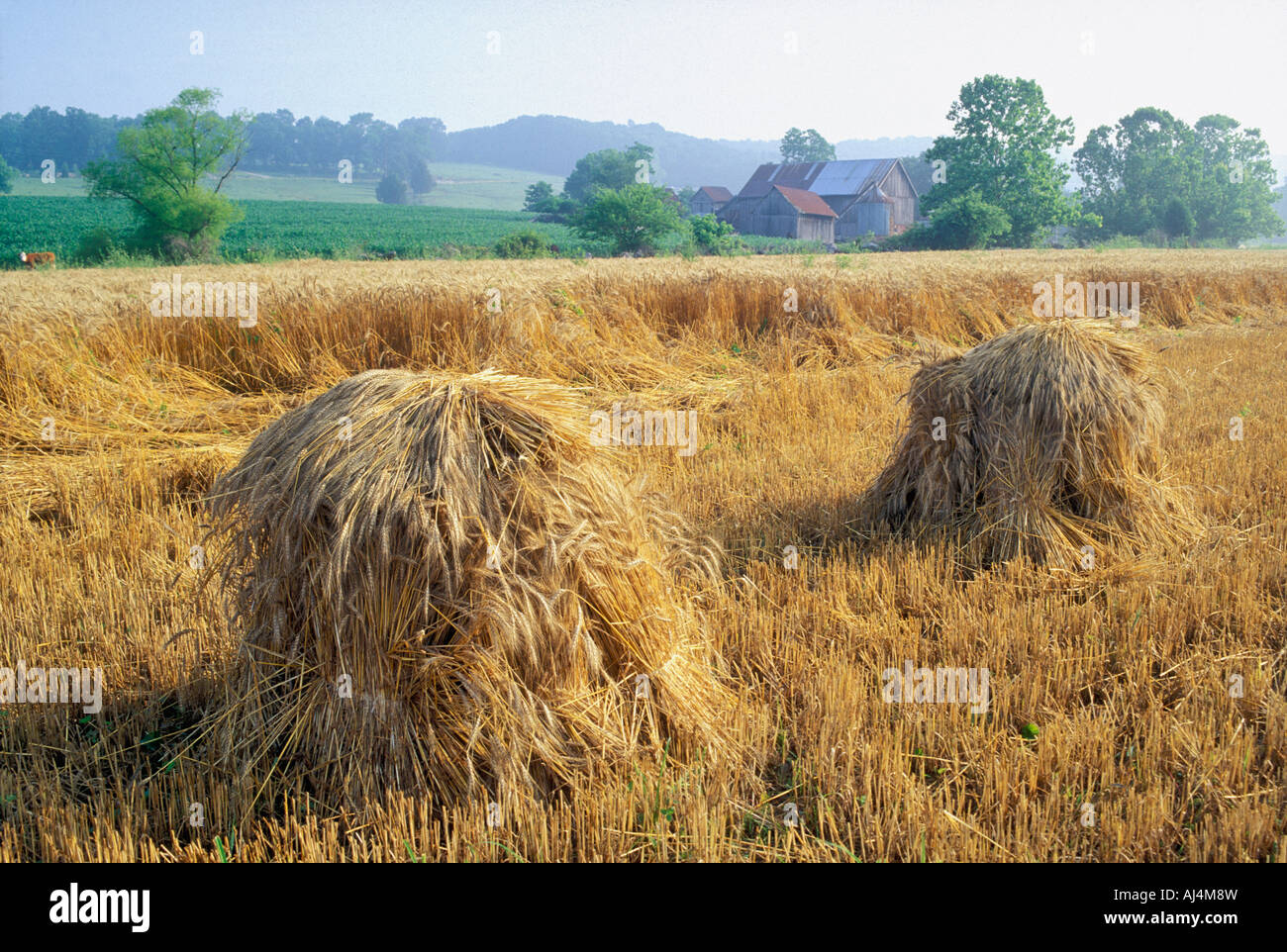 Sheaves of Wheat in Partially Harvested Wheat Field on Small Farm