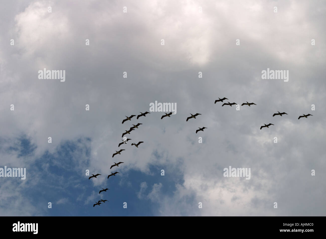 Birds in v shape formation Stock Photo Alamy