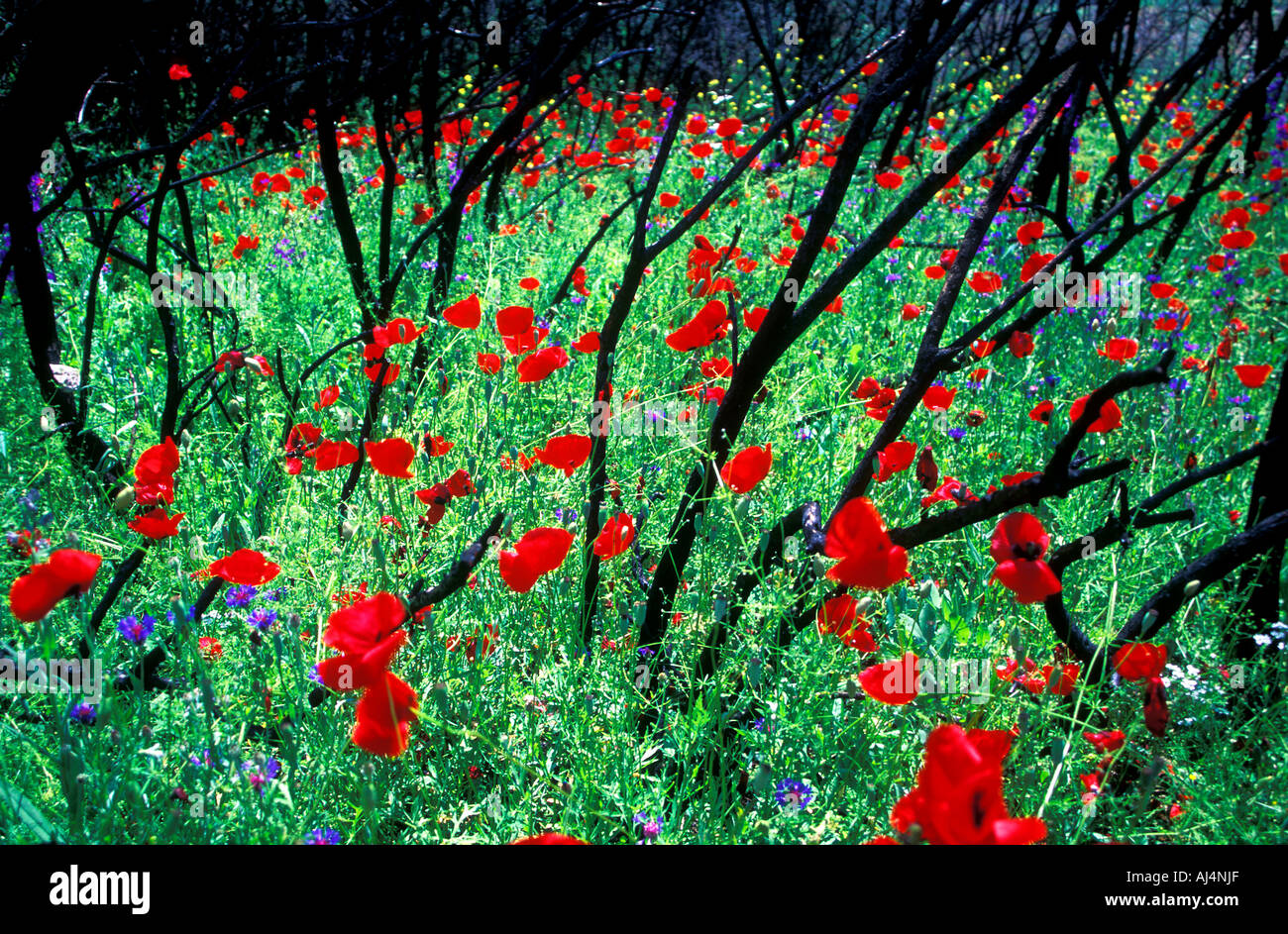 Flourishing wild flowers after forest fire in Aegean coast of  Turkey. Stock Photo