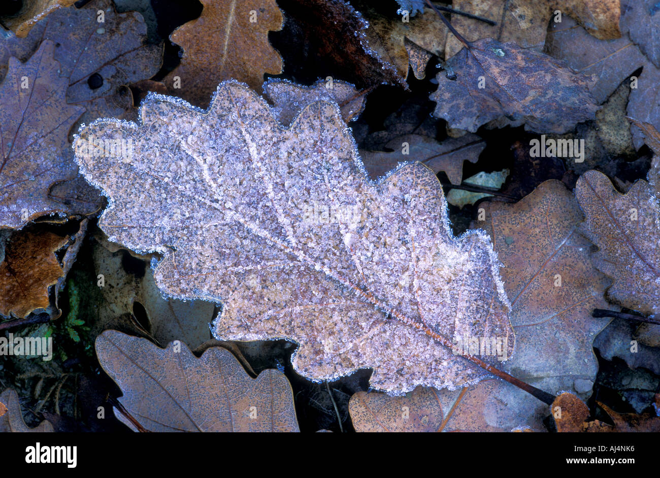 Frost covering oak leaf Stock Photo Alamy
