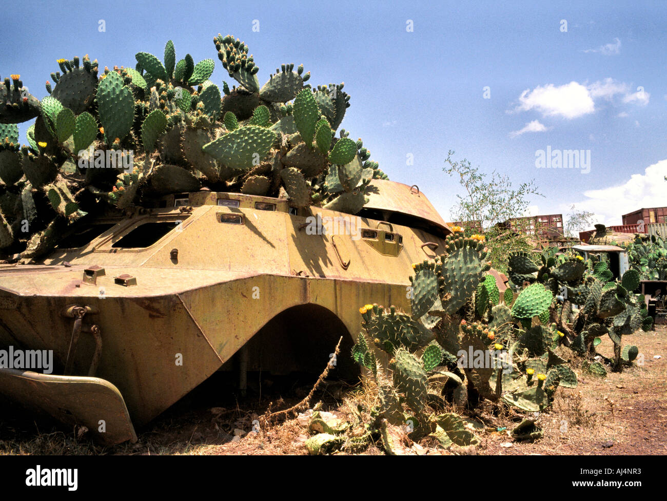 Cactus War High Resolution Stock Photography And Images Alamy