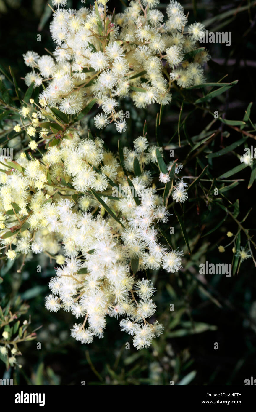 Fringed Wattle - Acacia fimbriata Stock Photo