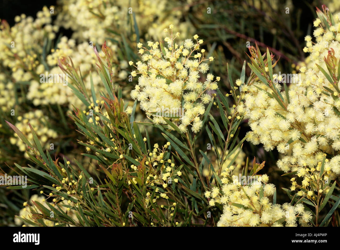 Fringed Wattle - Acacia fimbriata Stock Photo