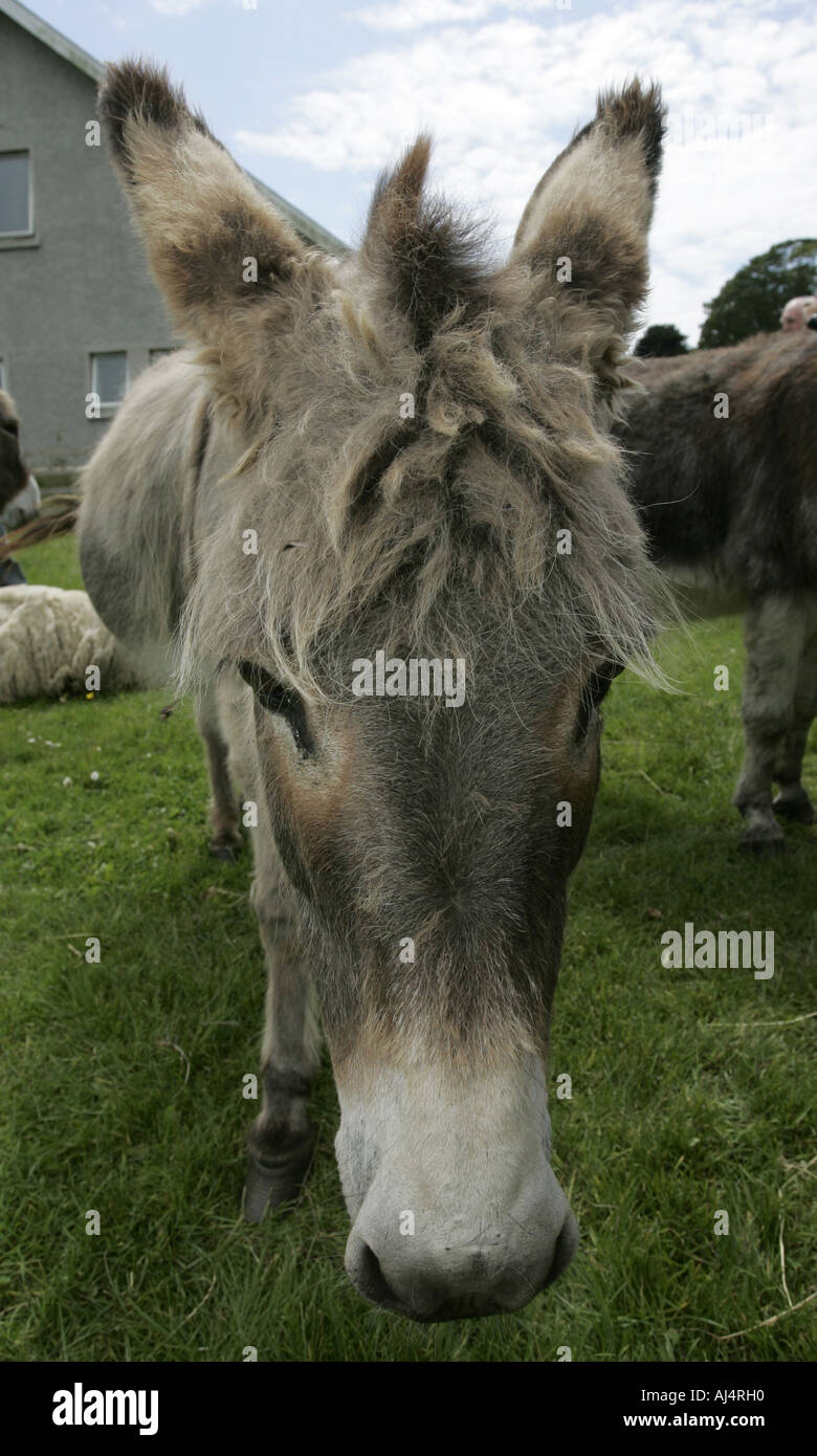 Donkey sanctuary uk hires stock photography and images Alamy
