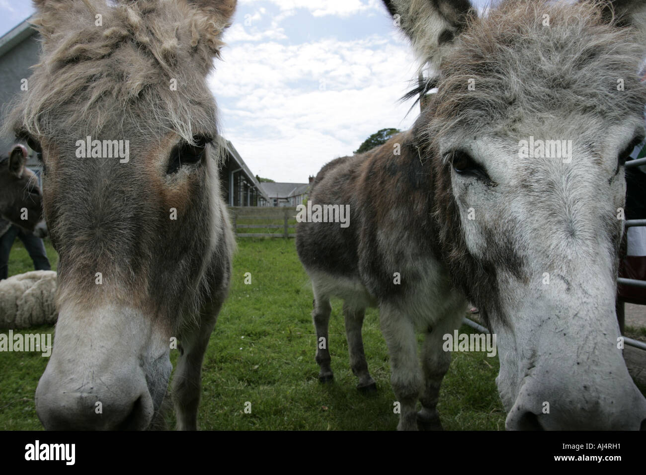 close up of heads of two domesticated donkeys in a open farm sanctuary