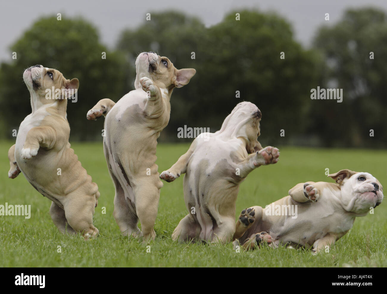 12 Week old English Bulldog puppy Digital composite Stock Photo